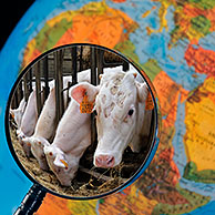 Cows in cattle breeder's cowshed seen through magnifying glass held against illuminated terrestrial globe